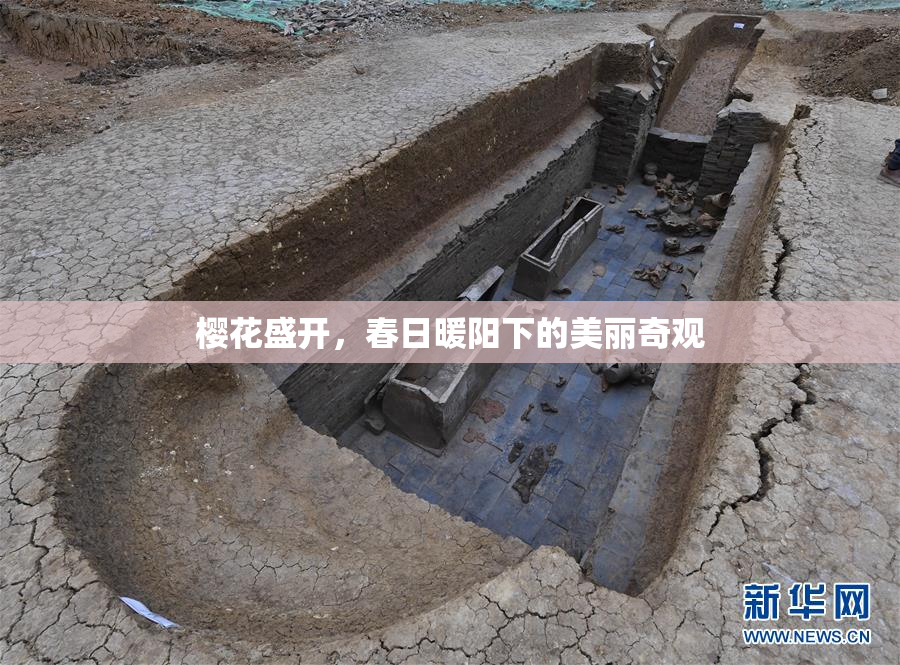 樱花盛开，春日暖阳下的美丽奇观