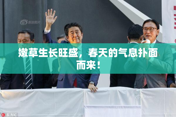 嫩草生长旺盛，春天的气息扑面而来！