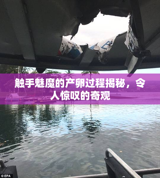 触手魅魔的产卵过程揭秘，令人惊叹的奇观
