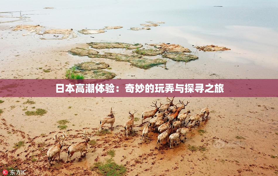 日本高潮体验：奇妙的玩弄与探寻之旅
