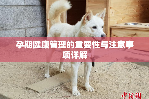 孕期健康管理的重要性与注意事项详解