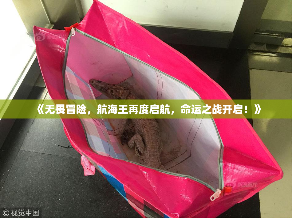 《无畏冒险，航海王再度启航，命运之战开启！》