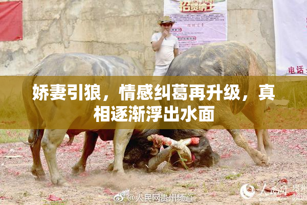 娇妻引狼，情感纠葛再升级，真相逐渐浮出水面