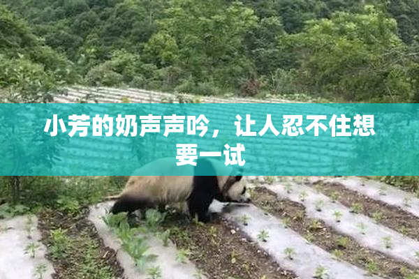 小芳的奶声声吟，让人忍不住想要一试