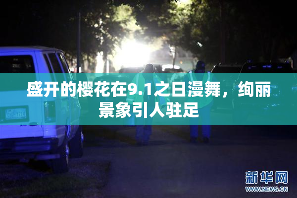 盛开的樱花在9.1之日漫舞，绚丽景象引人驻足