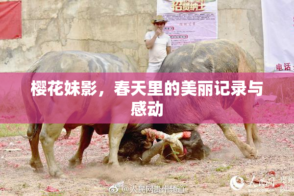 樱花妹影，春天里的美丽记录与感动