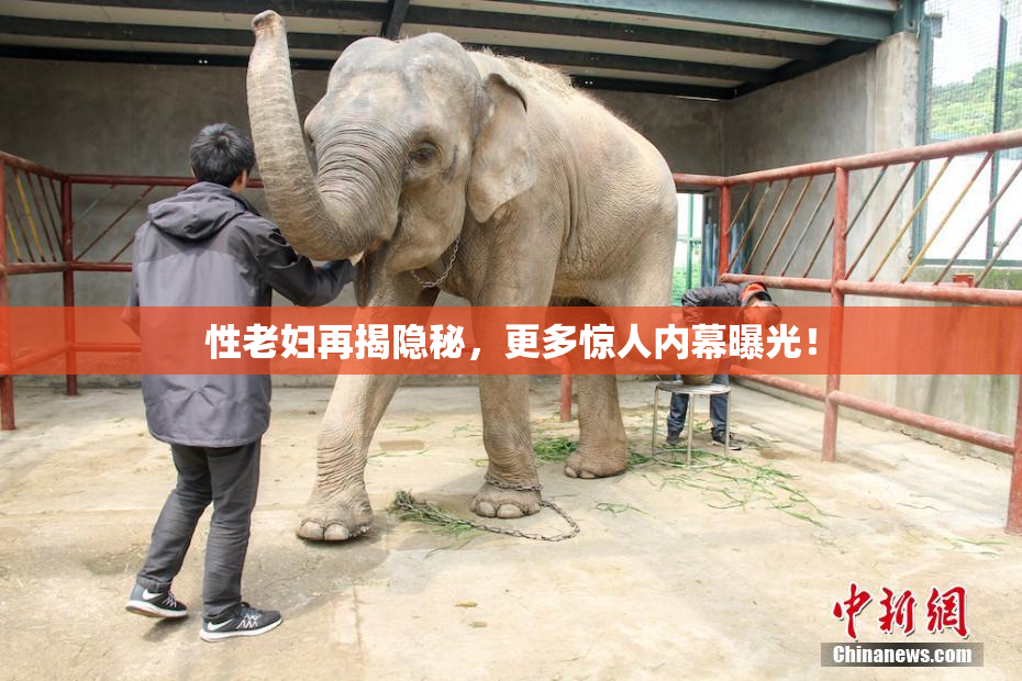 性老妇再揭隐秘，更多惊人内幕曝光！