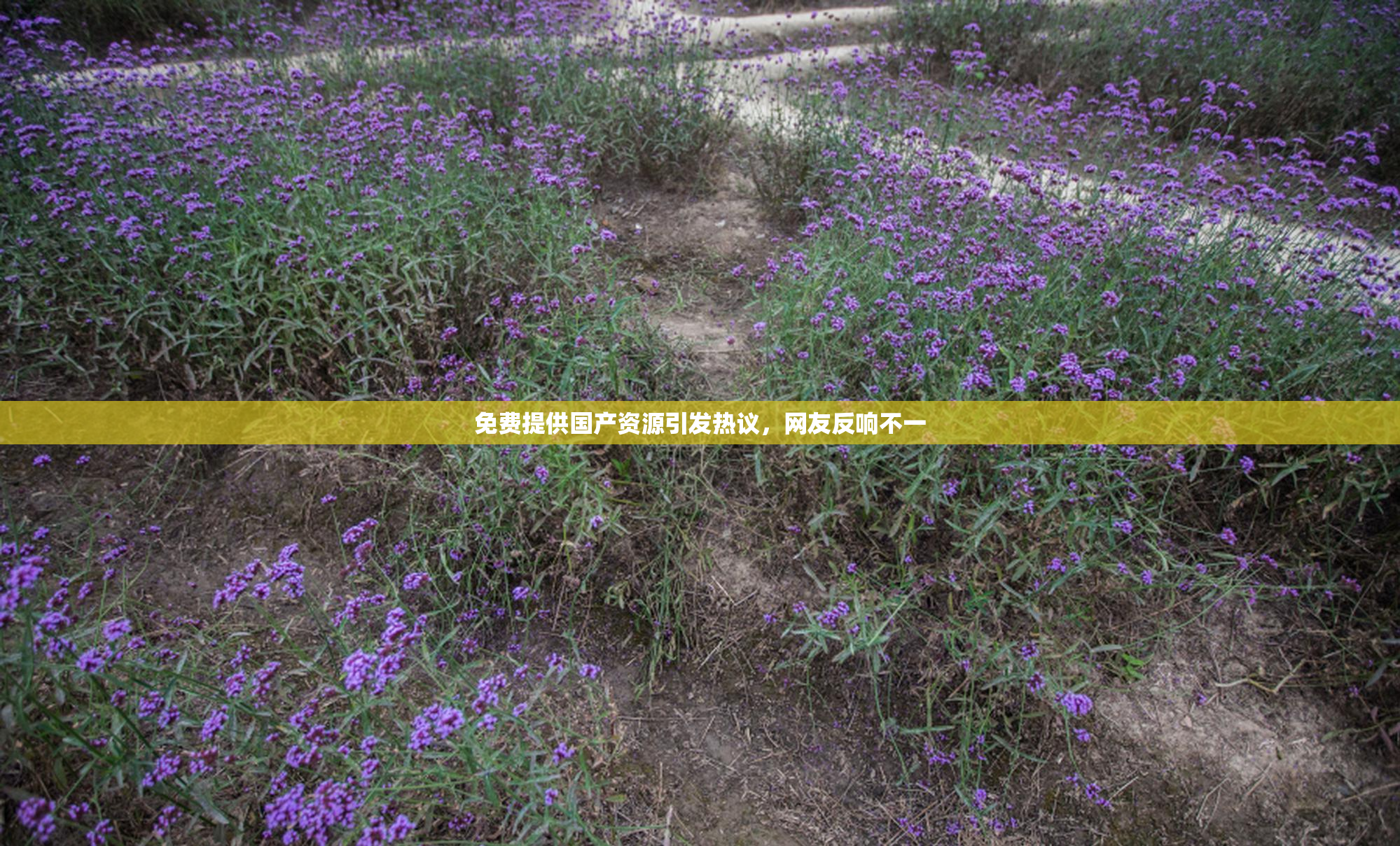 免费提供国产资源引发热议，网友反响不一