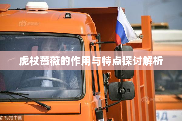 虎杖蔷薇的作用与特点探讨解析