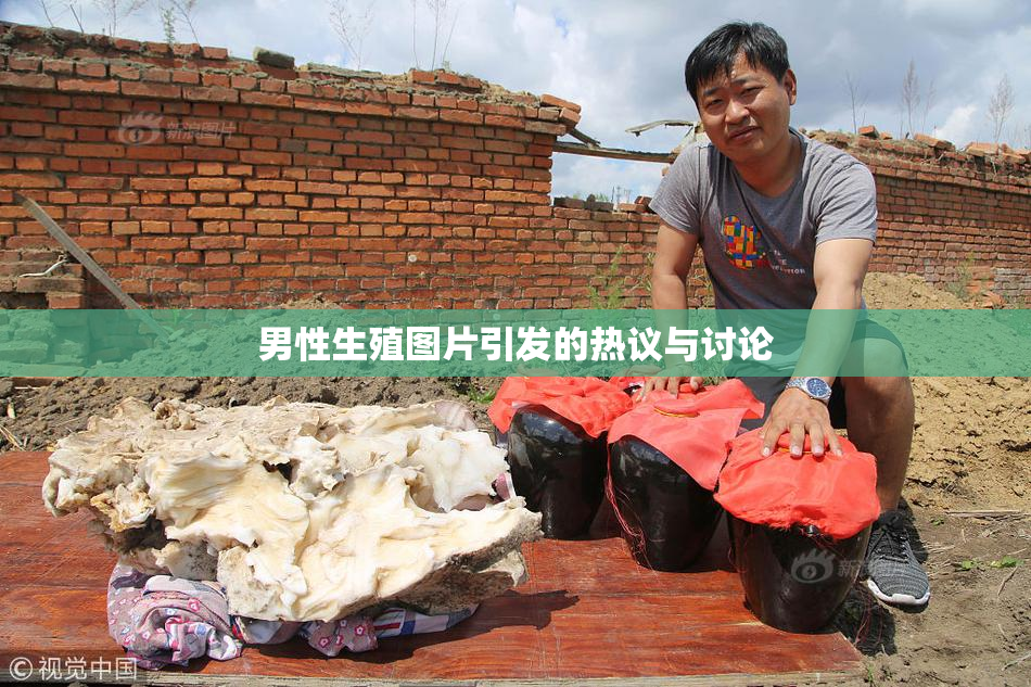 男性生殖图片引发的热议与讨论