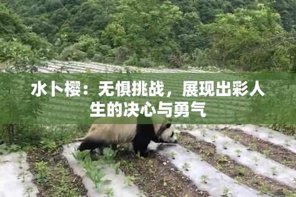 水卜樱：无惧挑战，展现出彩人生的决心与勇气