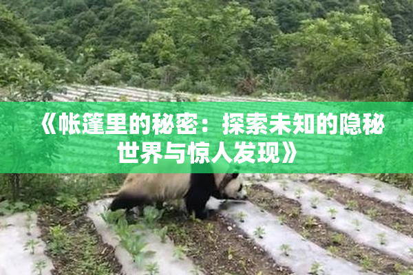 《帐篷里的秘密：探索未知的隐秘世界与惊人发现》