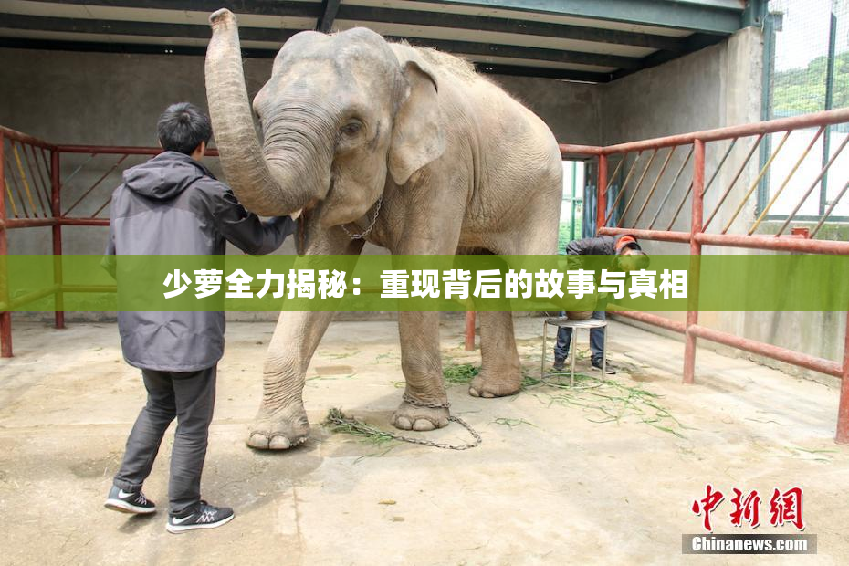 少萝全力揭秘：重现背后的故事与真相