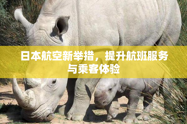 日本航空新举措，提升航班服务与乘客体验