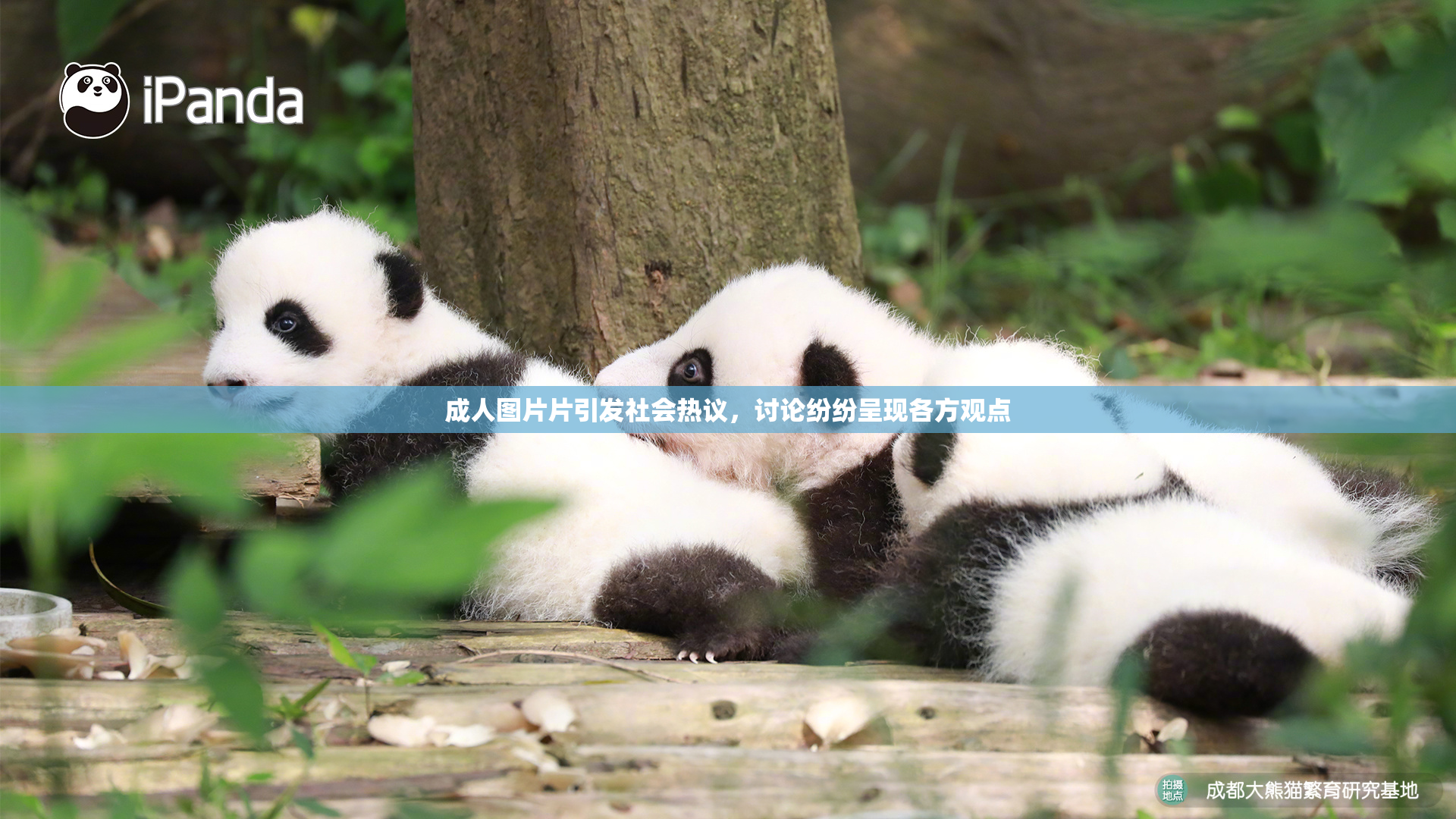 成人图片片引发社会热议，讨论纷纷呈现各方观点