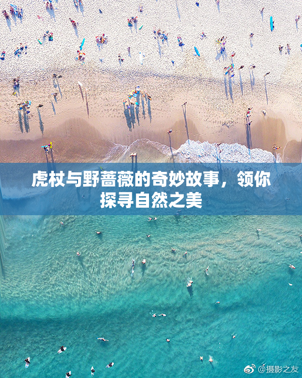 虎杖与野蔷薇的奇妙故事，领你探寻自然之美