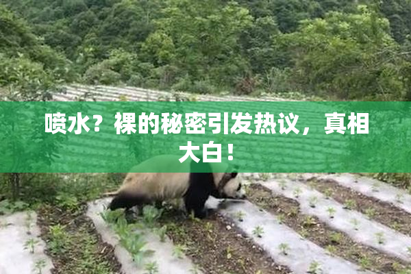 喷水？裸的秘密引发热议，真相大白！