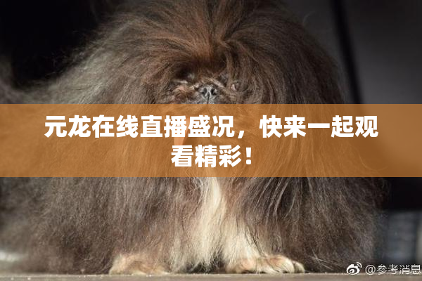 元龙在线直播盛况，快来一起观看精彩！