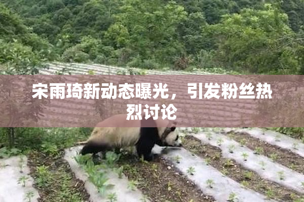 宋雨琦新动态曝光，引发粉丝热烈讨论