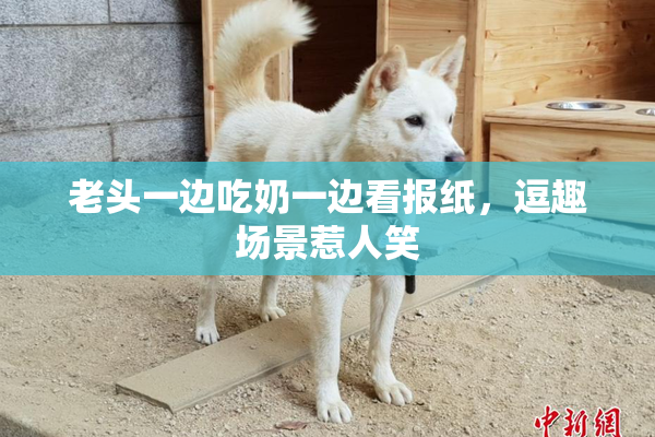 老头一边吃奶一边看报纸，逗趣场景惹人笑