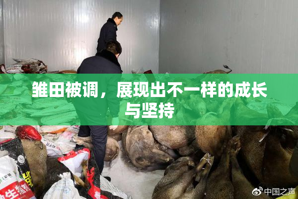 雏田被调，展现出不一样的成长与坚持
