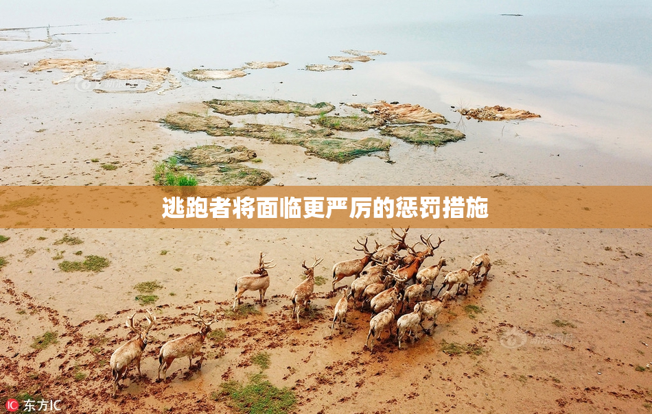 逃跑者将面临更严厉的惩罚措施
