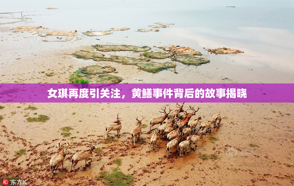 女琪再度引关注，黄鳝事件背后的故事揭晓