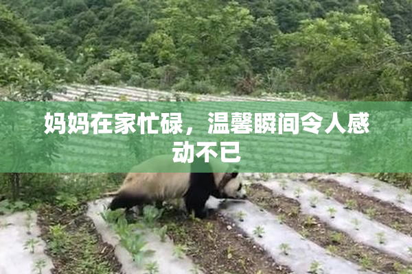 妈妈在家忙碌，温馨瞬间令人感动不已