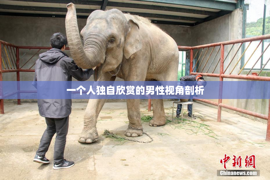 一个人独自欣赏的男性视角剖析