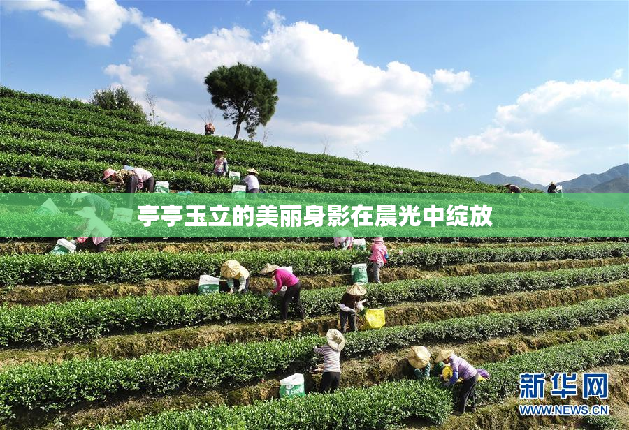 亭亭玉立的美丽身影在晨光中绽放