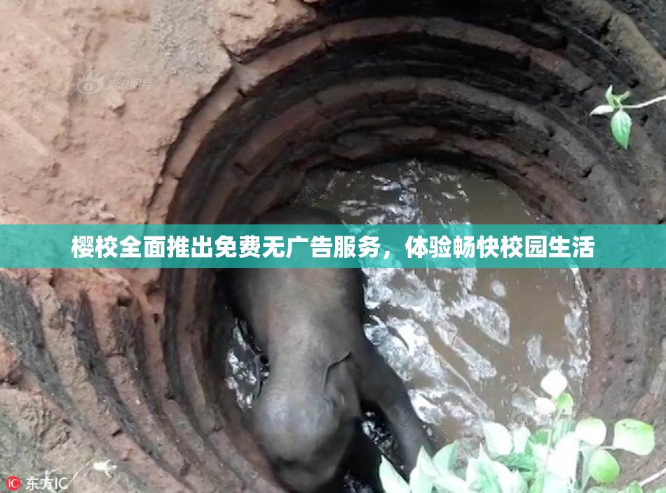 樱校全面推出免费无广告服务，体验畅快校园生活