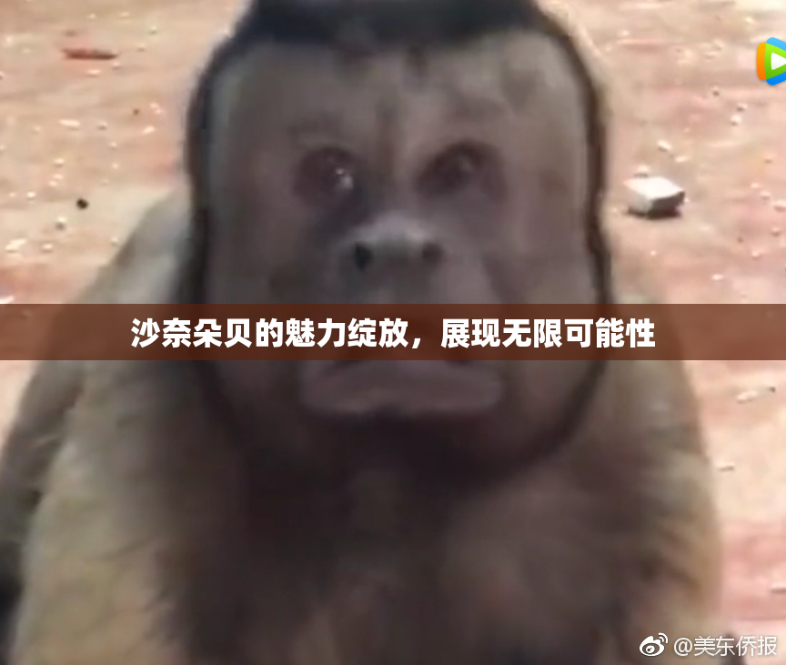 沙奈朵贝的魅力绽放，展现无限可能性