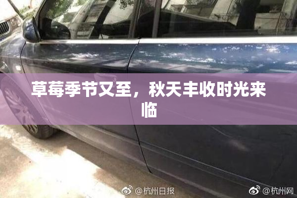 草莓季节又至，秋天丰收时光来临