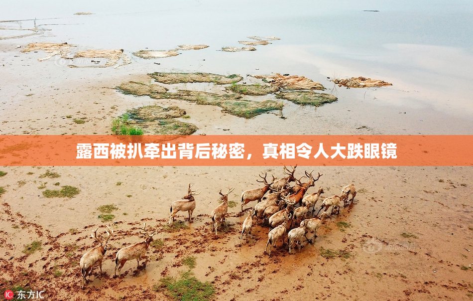 露西被扒牵出背后秘密，真相令人大跌眼镜