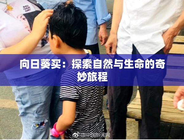 向日葵买：探索自然与生命的奇妙旅程