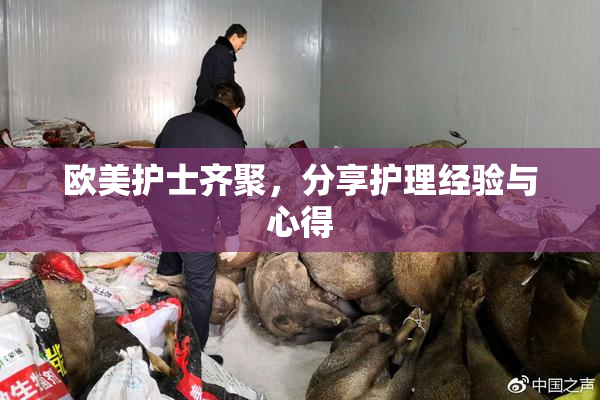 欧美护士齐聚，分享护理经验与心得