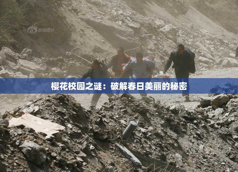 樱花校园之谜：破解春日美丽的秘密