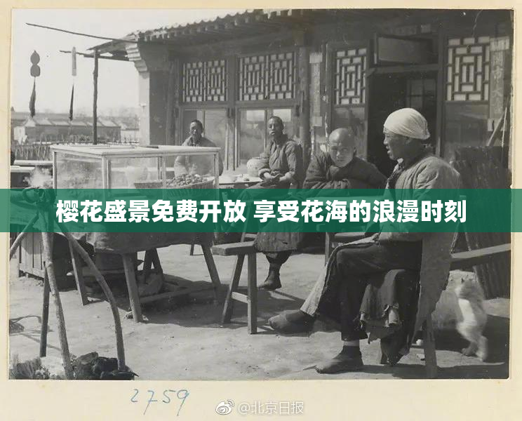 樱花盛景免费开放 享受花海的浪漫时刻