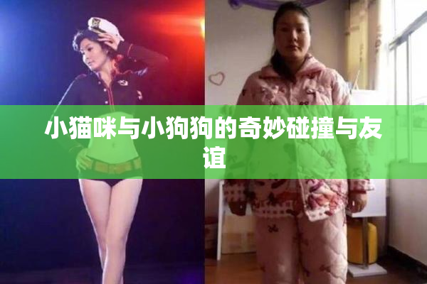 小猫咪与小狗狗的奇妙碰撞与友谊
