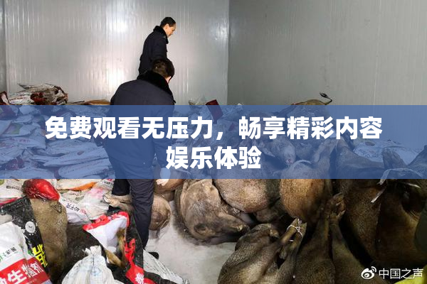 免费观看无压力，畅享精彩内容娱乐体验