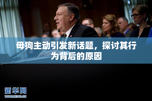 母狗主动引发新话题，探讨其行为背后的原因