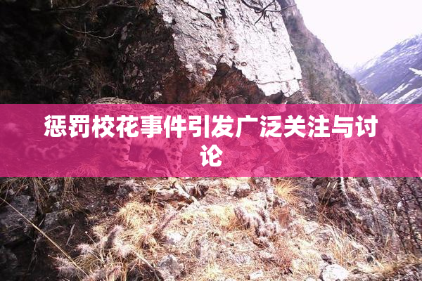 惩罚校花事件引发广泛关注与讨论