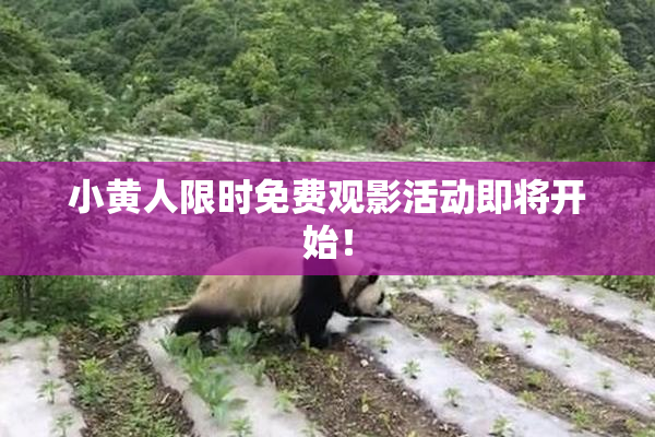 小黄人限时免费观影活动即将开始！