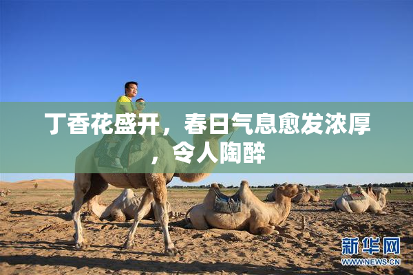 丁香花盛开，春日气息愈发浓厚，令人陶醉