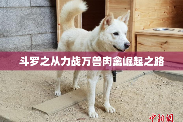 斗罗之从力战万兽肉禽崛起之路