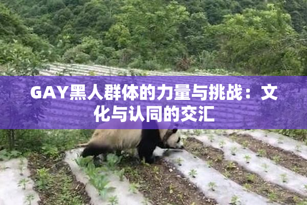 GAY黑人群体的力量与挑战：文化与认同的交汇