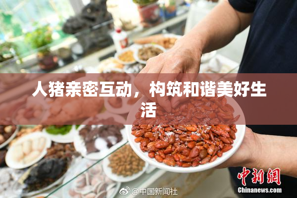 人猪亲密互动，构筑和谐美好生活