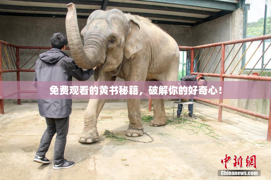 免费观看的黄书秘籍，破解你的好奇心！