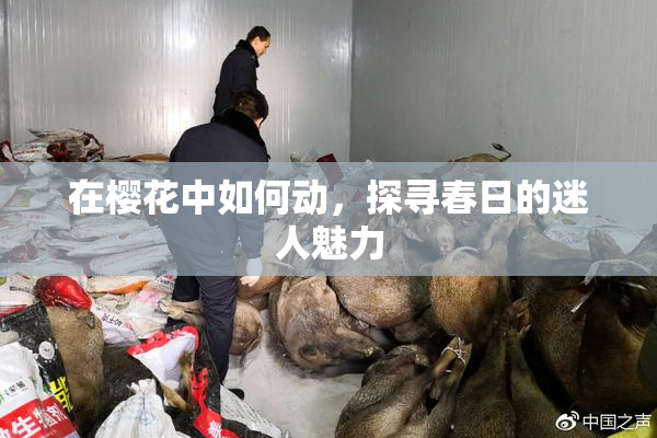 在樱花中如何动，探寻春日的迷人魅力