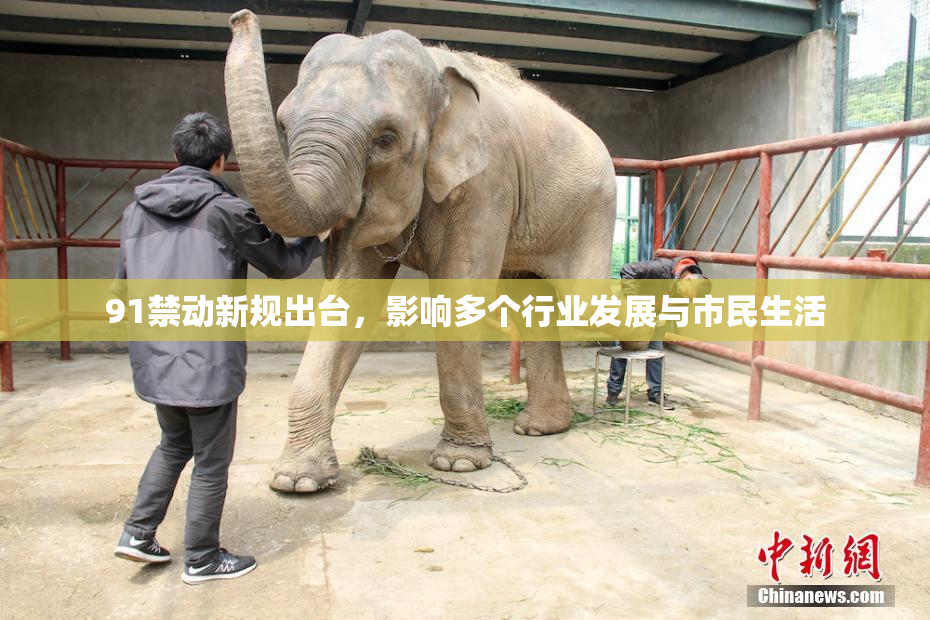 91禁动新规出台，影响多个行业发展与市民生活